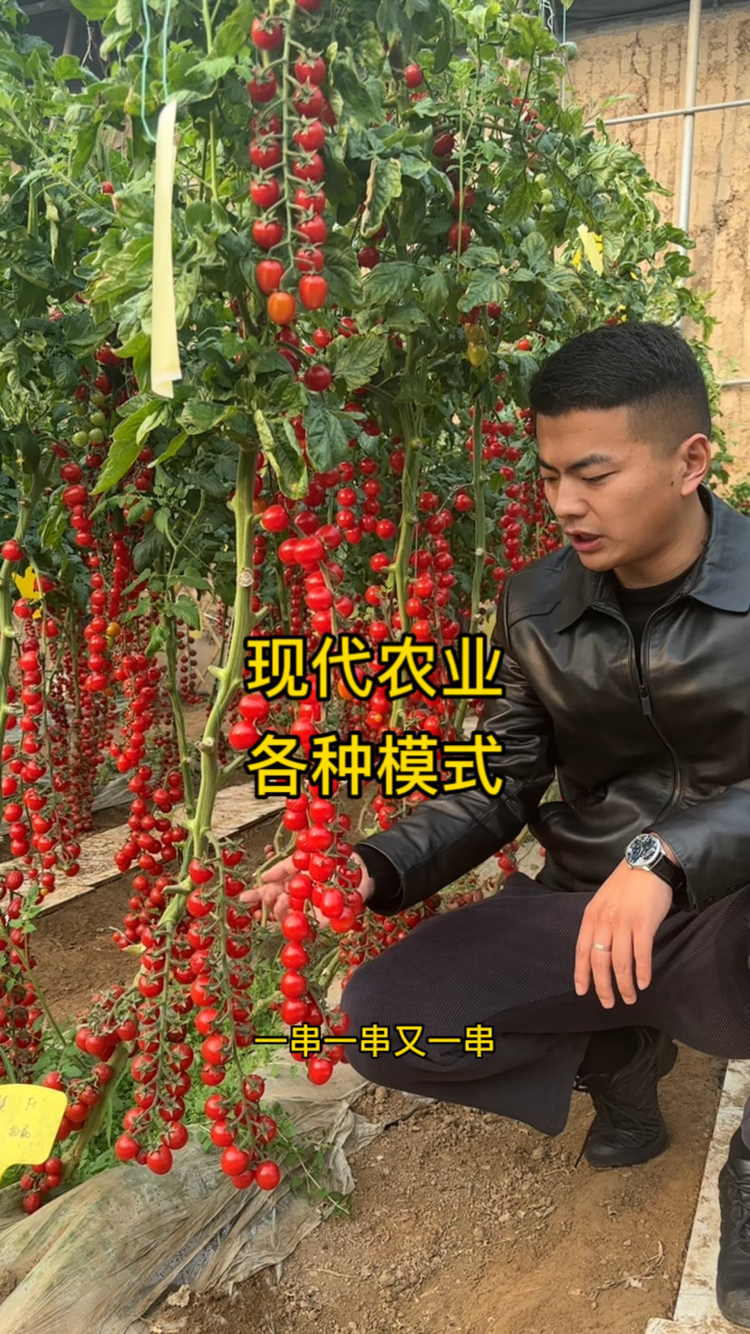 各种农业种植模式,各种蔬菜品种,大棚内种植设计规划很重要