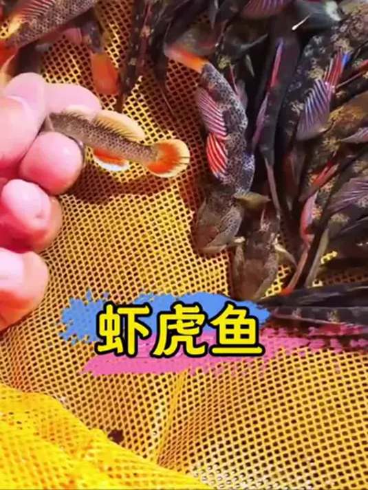 新手养鱼选啥?虾虎鱼超牛,鱼缸清洁就靠它!