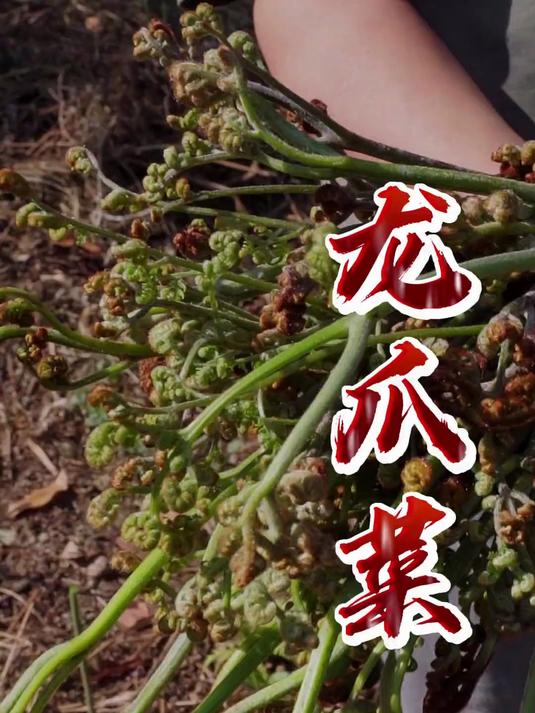 爱吃蕨菜的来集合了！
