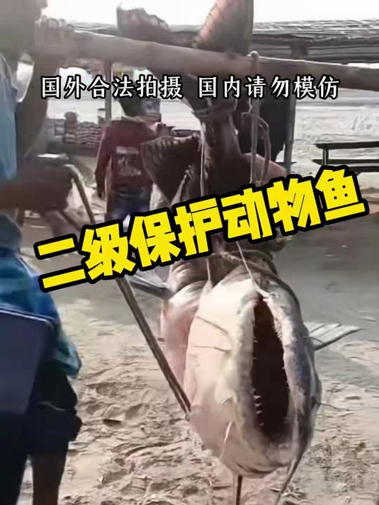 二级保护动物鱼