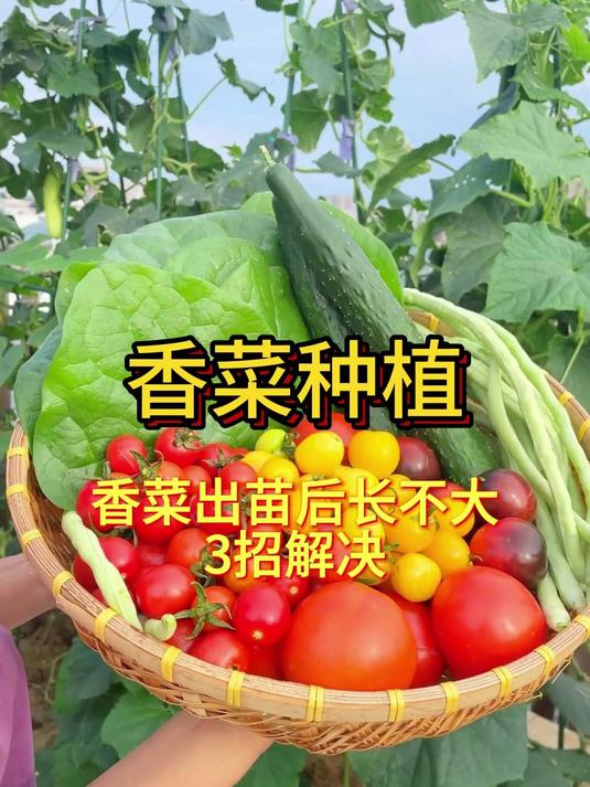 香菜出苗后长不大？3招解决