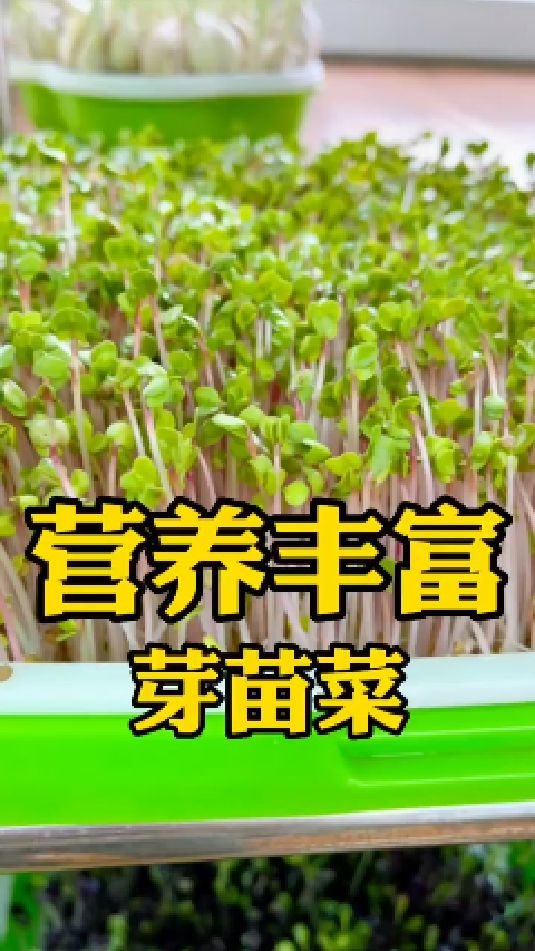 芽苗菜营养丰富,种植还特别简单