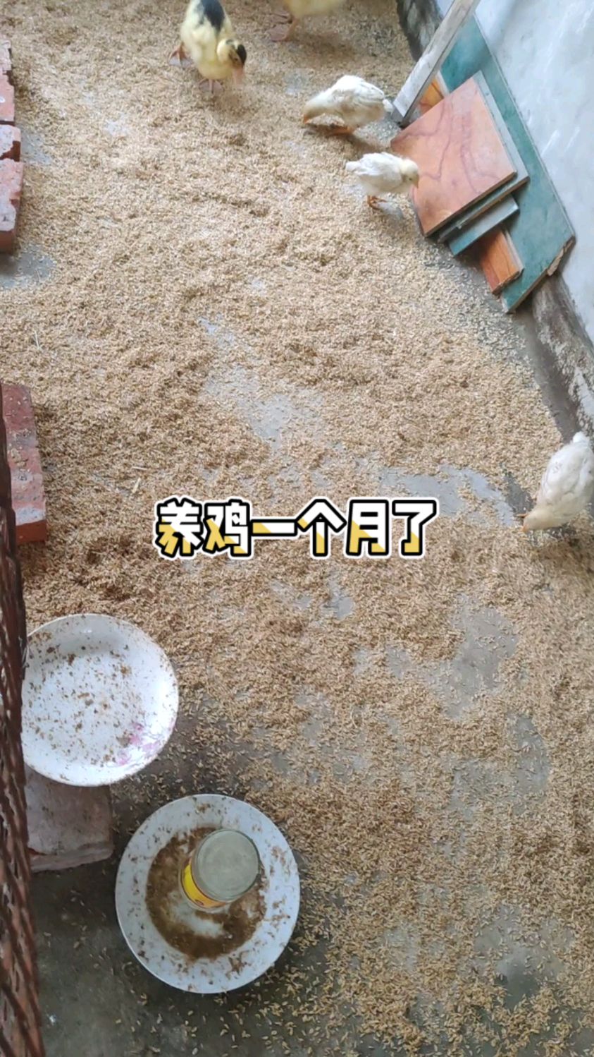 我想自己设计个特别的鸡窝,先画个图