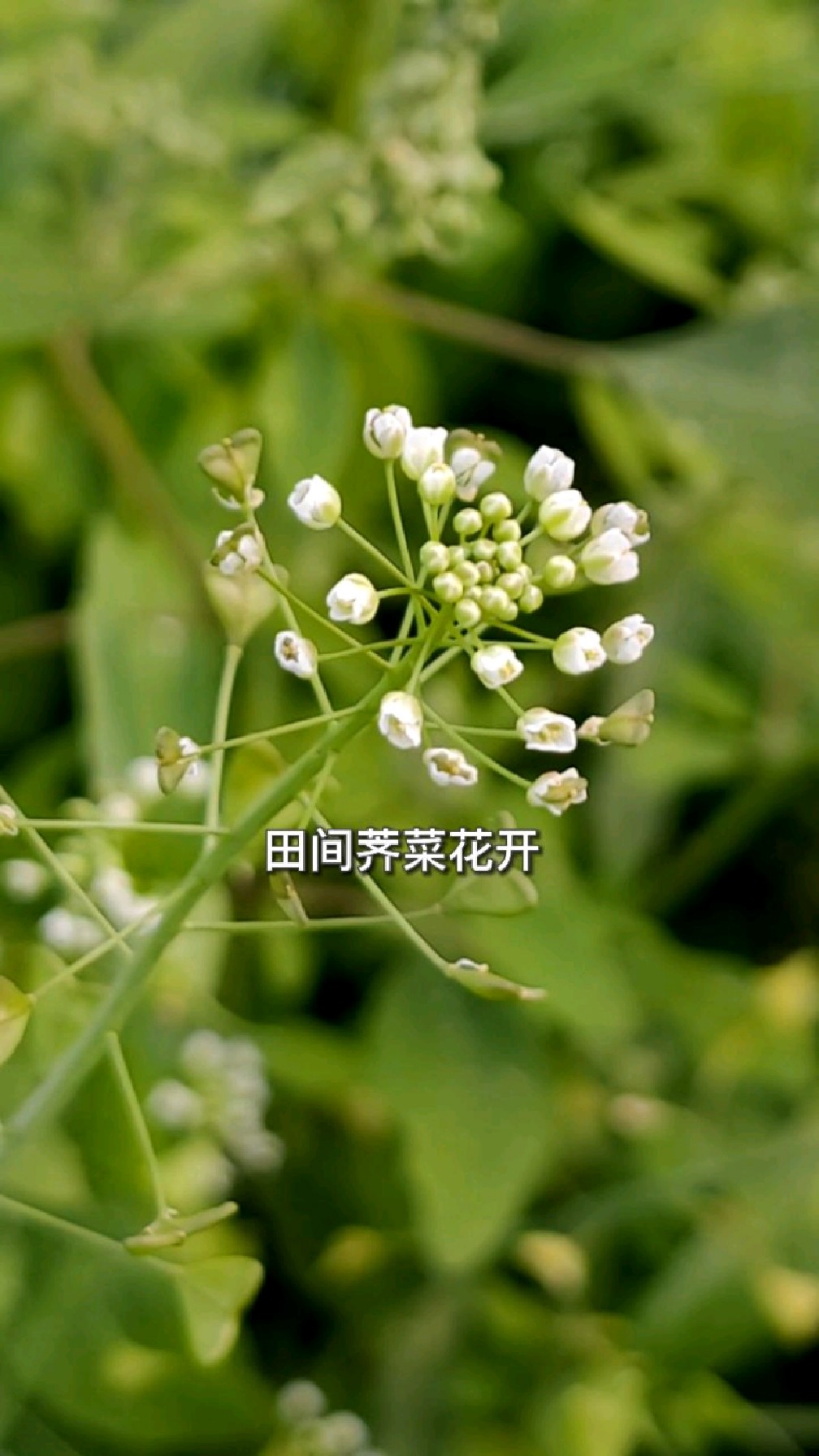 在田间,在菜地,荠菜开着白色小花,冬日暖阳下摇曳,荠菜是可以食疗的野菜