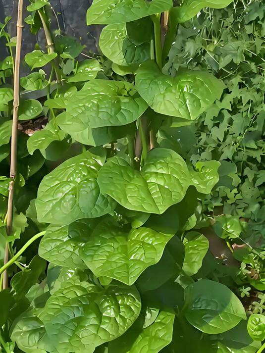 想让阳台变身绿色菜篮吗?现在种大叶木耳菜正当时!