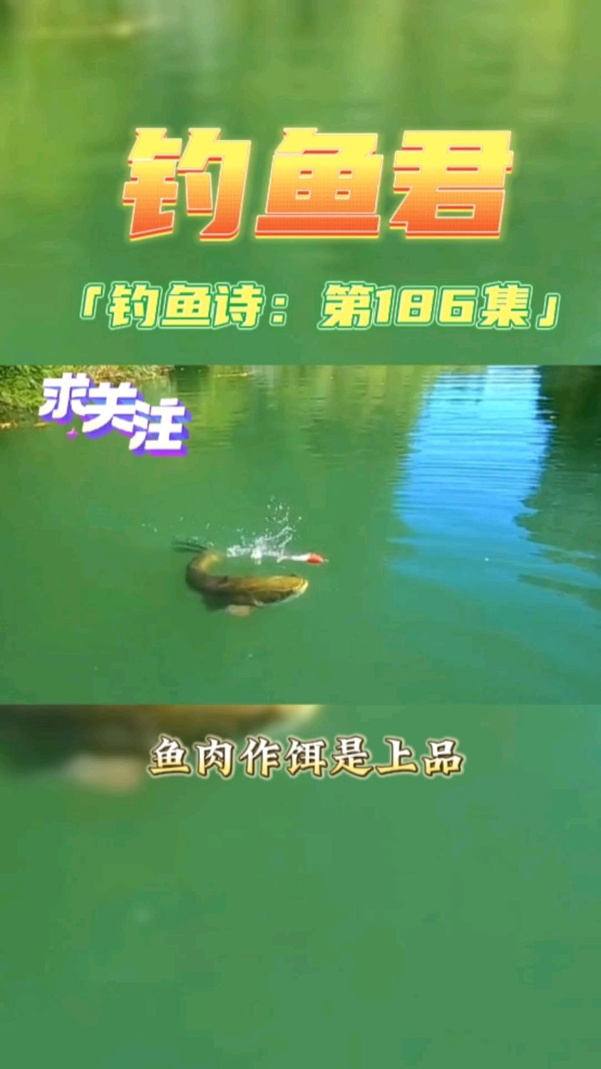 钓鱼君之钓鱼口诀:第186集(钓亚马逊巨鲶鱼)鱼类百科,很凶猛