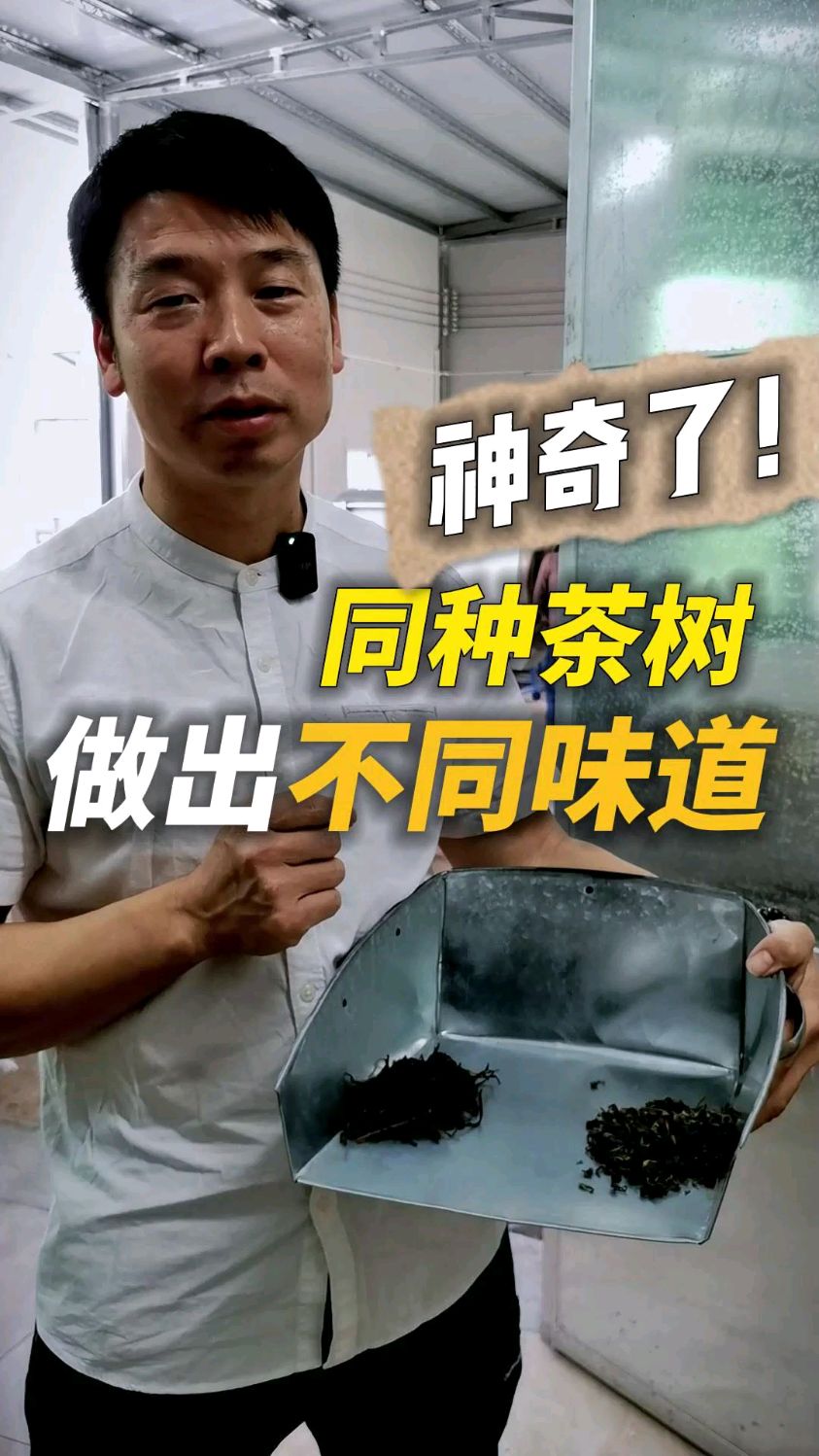 用单丛茶叶做客家炒绿是什么味道?