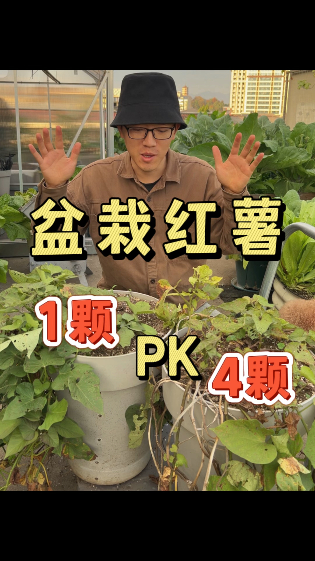 挑战盆栽红薯的极限