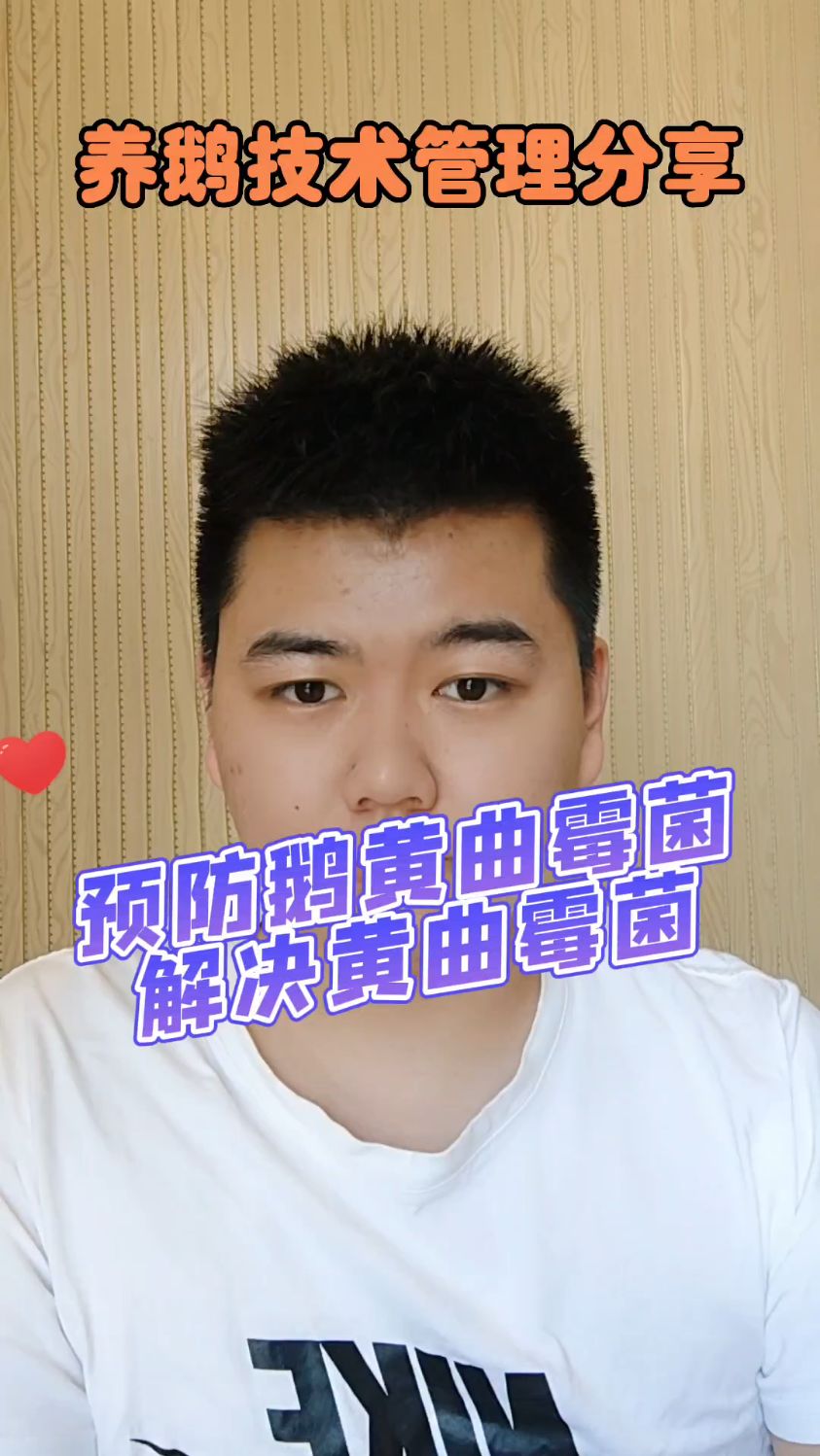 #鹅黄曲霉菌中毒什么症状鹅曲霉菌病的症状鹅曲霉菌病治疗方法鹅曲霉菌病用什么