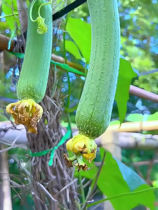 6种瓜果蔬菜,第一种就有很多人分不清_