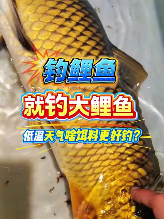 钓鲤鱼就钓大鲤鱼！低温天气该用什么样的饵料更容易搞到大鲤鱼？