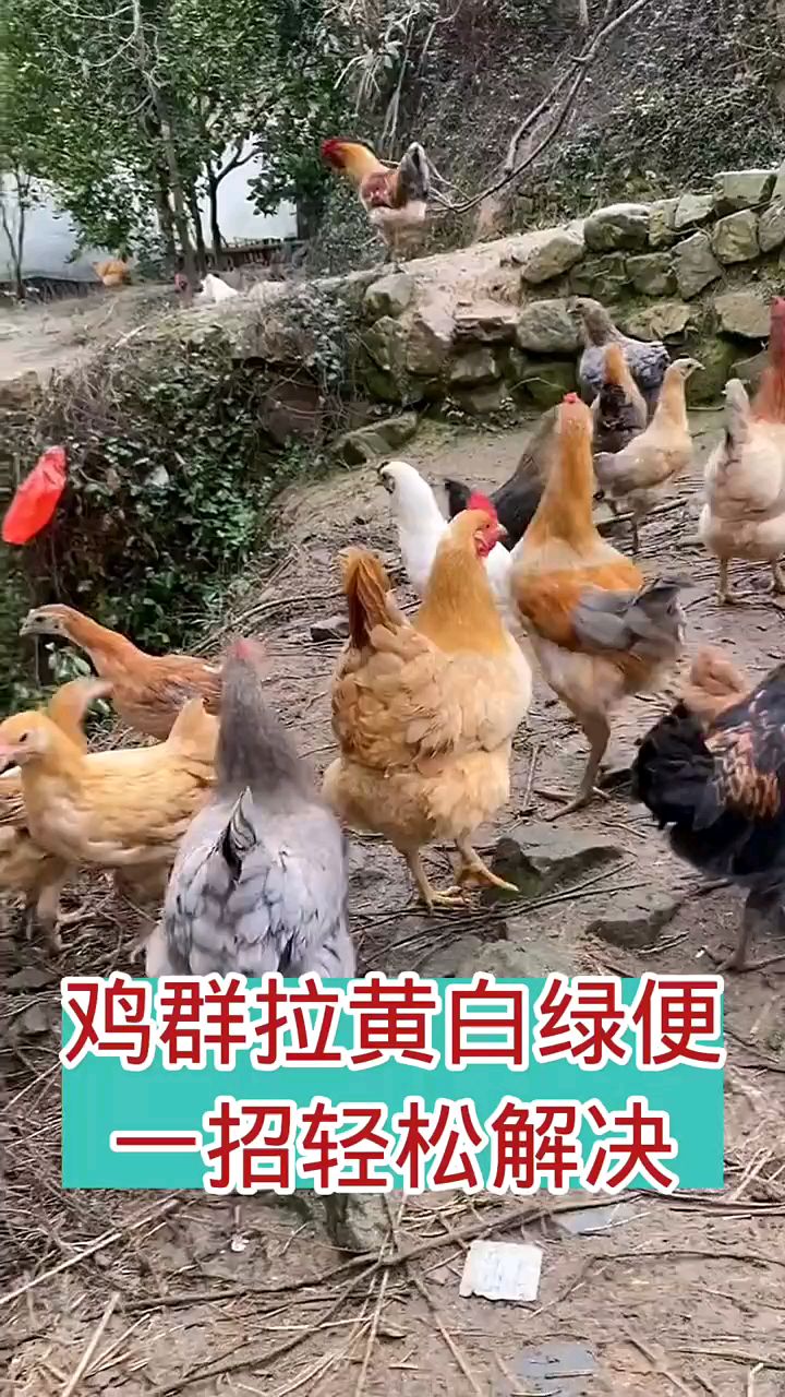 黄绿色粪便,鸡群要注意