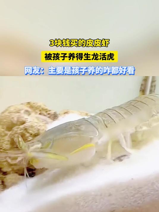 3块钱买的皮皮虾,被孩子养得生龙活虎