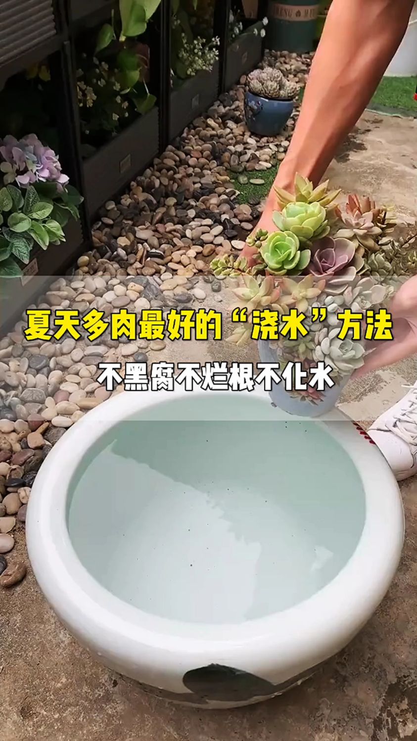 夏天多肉最好的“浇水”方法,不黑腐不烂根,根系发达安全度夏