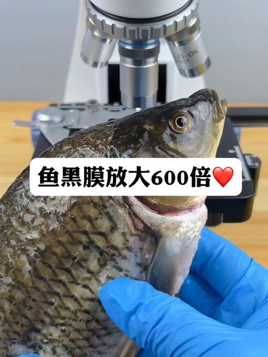 鱼黑膜真的不能吃吗