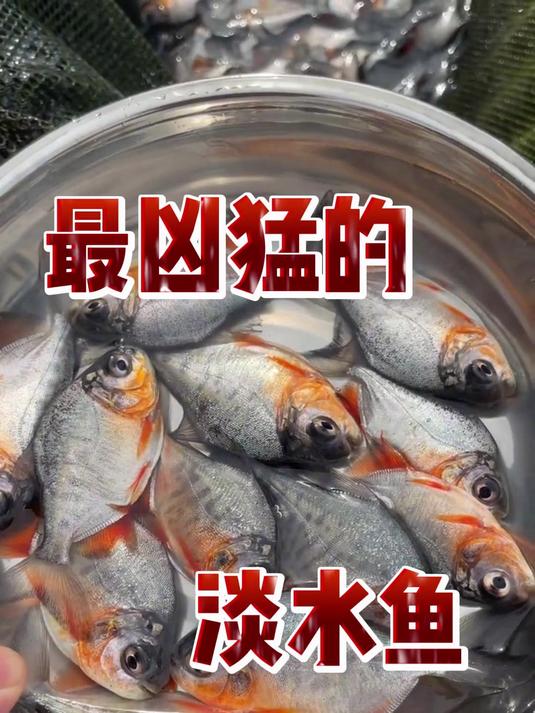 最凶猛的淡水鱼都有哪些?