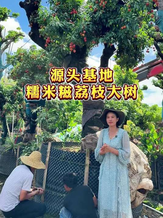 糯香十足的糯米糍荔枝你爱吃吗？这棵百年荔枝树被客户挑中啦