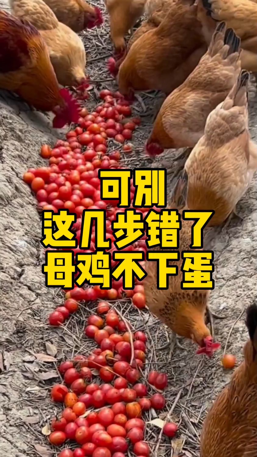 母鸡不下蛋,原因在这里