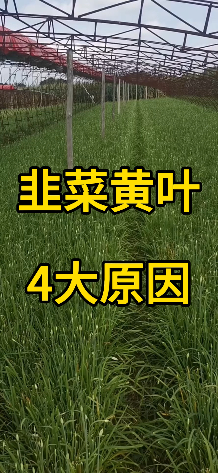 韭菜黄叶4大原因