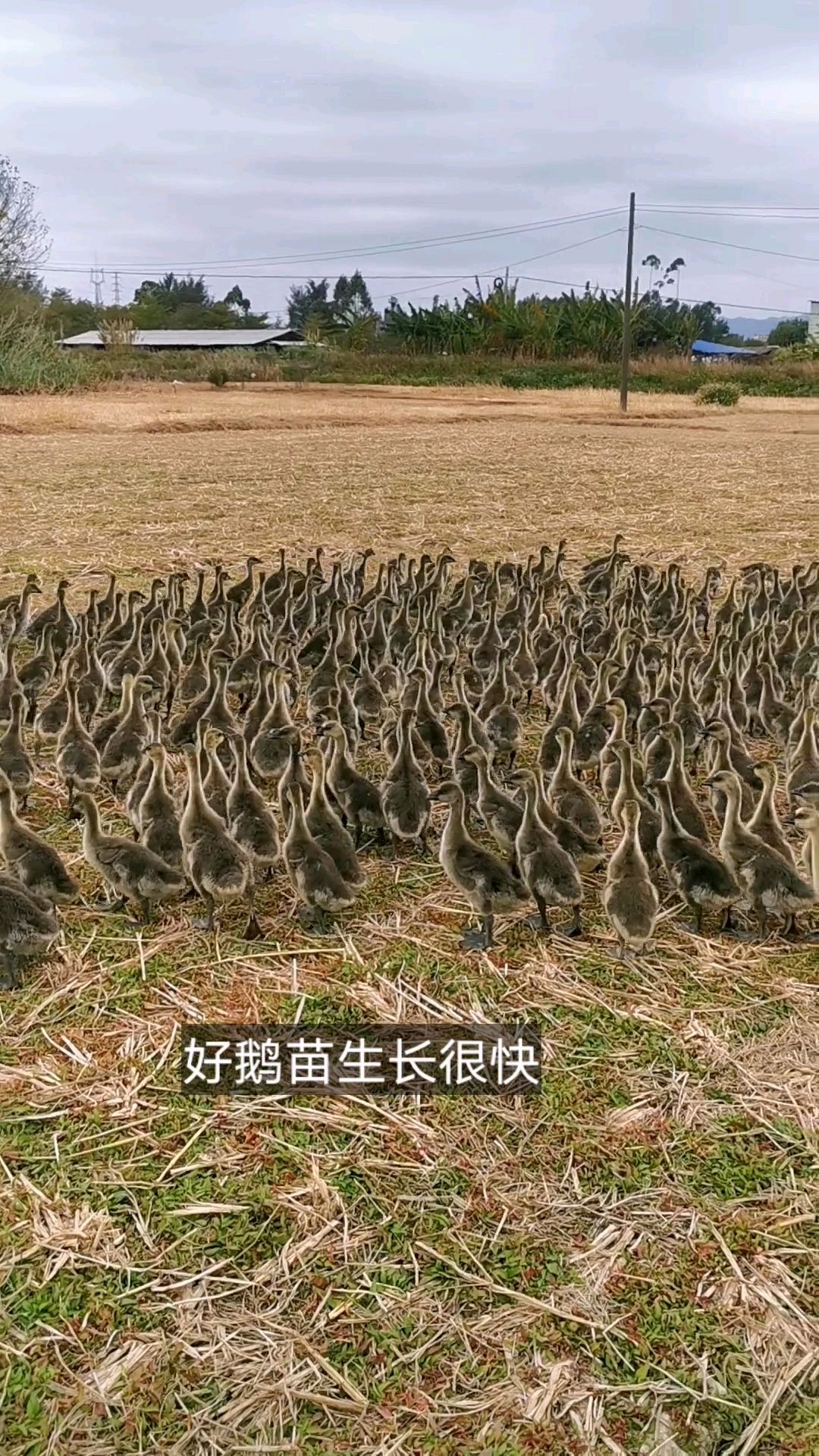 天气冷养鹅也要看管好
