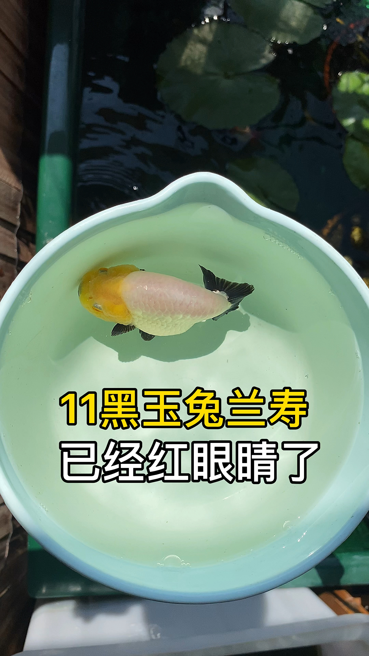 11黑兰寿金鱼合缸了,大家觉得以后会褪色吗?