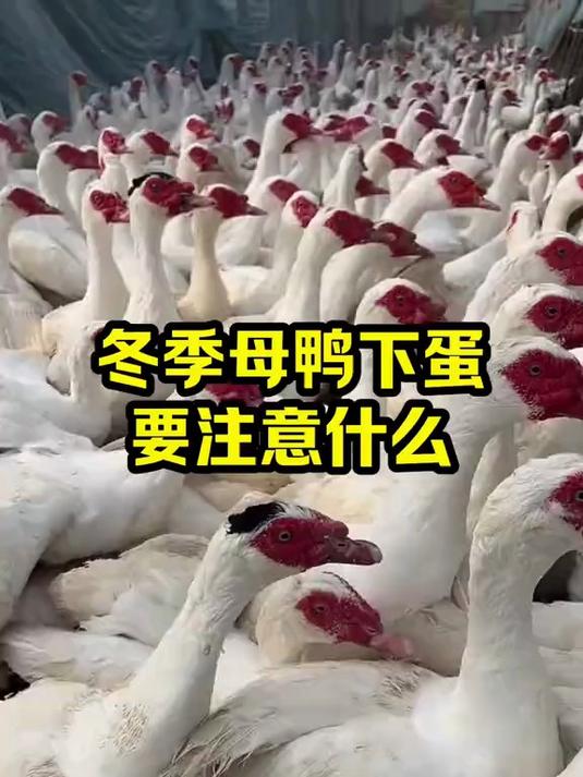 冬季母鸭下蛋要注意什么