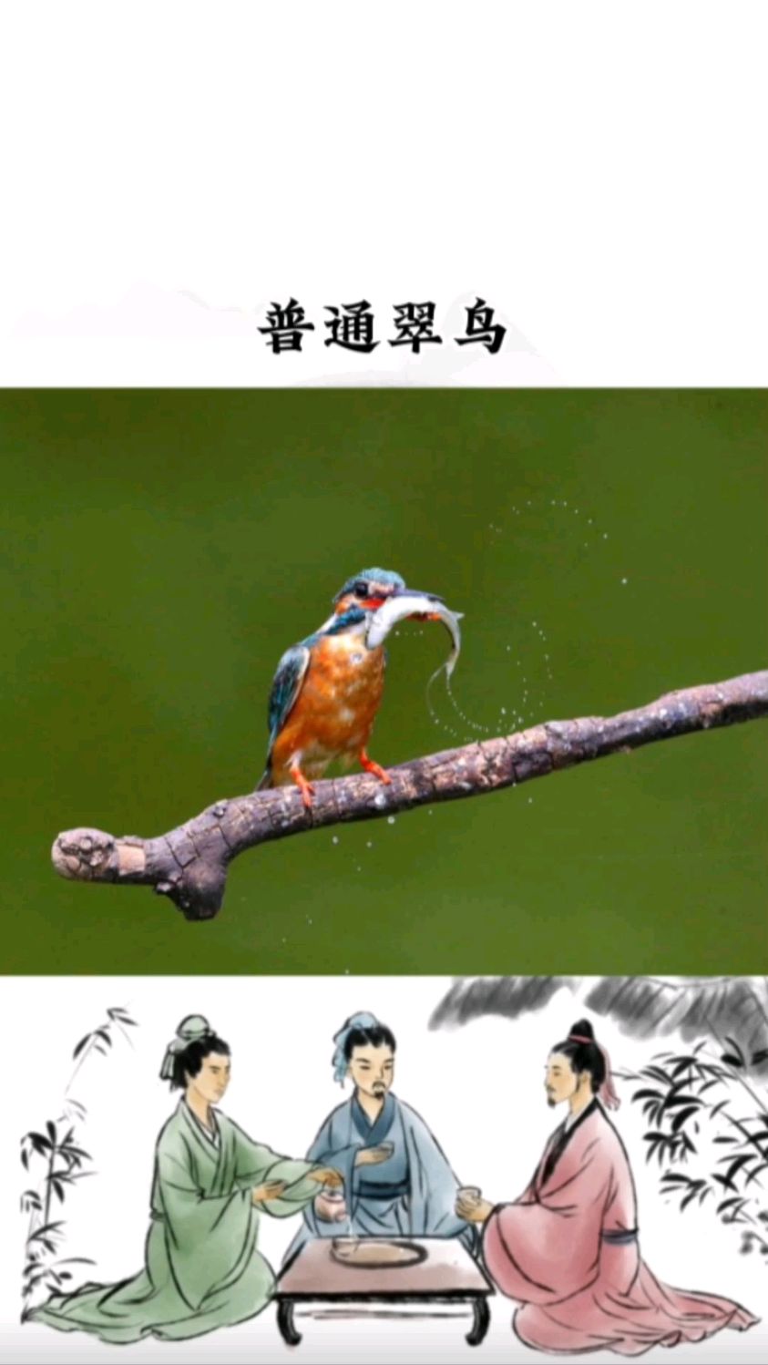 这只普通翠鸟一个俯冲捕获2条小鱼,不愧是捕鱼界的高手