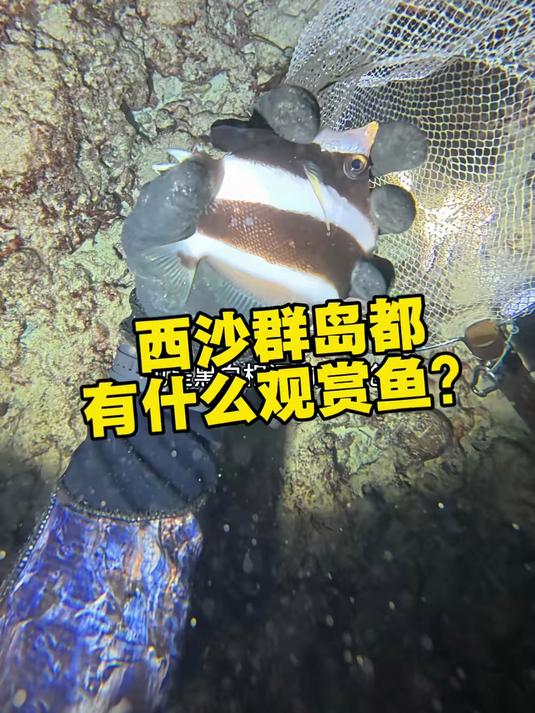 在西沙群岛都可以抓到什么样的海水观赏鱼?