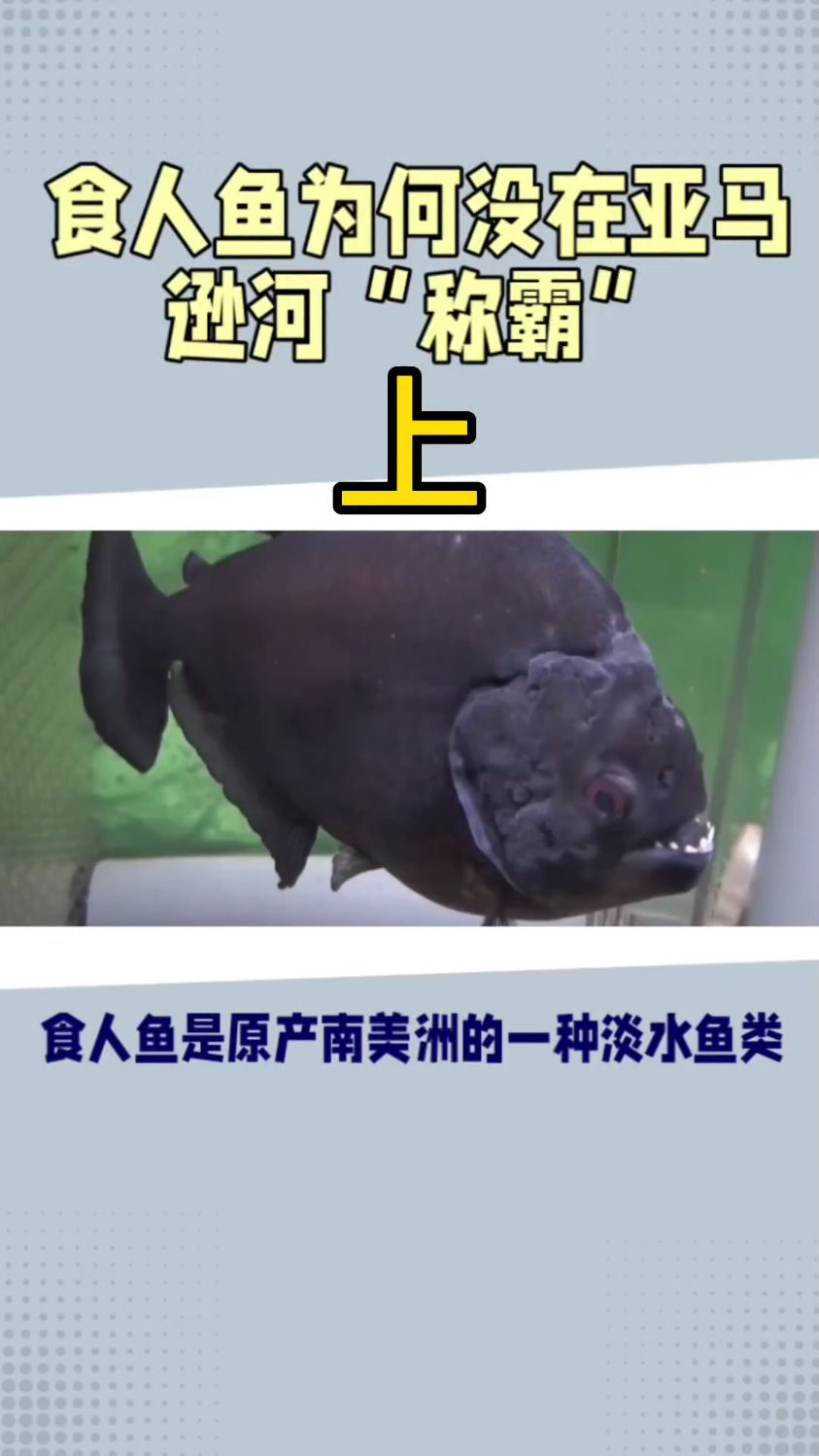 亚马逊雨林之食人鱼