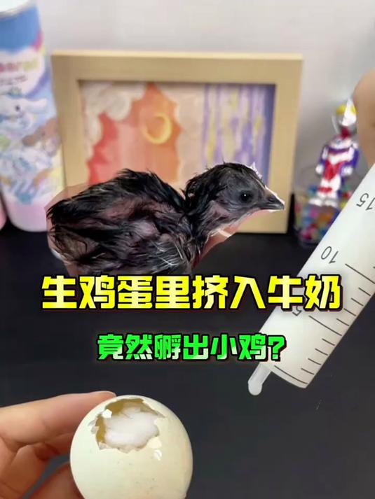 把生鸡蛋里挤入牛奶，真的能孵出小鸡吗