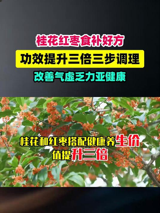桂花和红枣搭配，健康养生价值提升3倍，专门改善气虚乏力亚健康 #健康扬帆季#