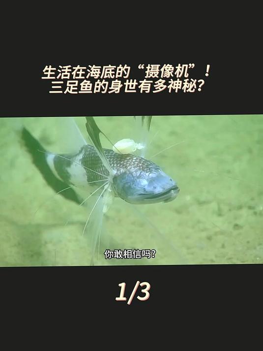 海底的“摄像机”,有手又有脚!三足鱼的身世有多神秘?