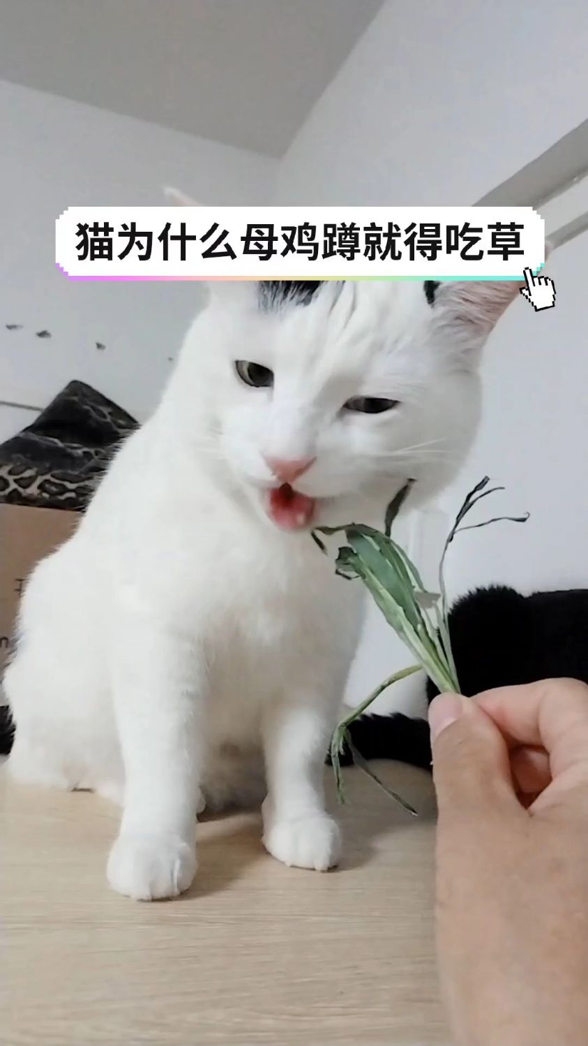 当我看到猫咪趴着像母鸡蹲时,我就立马喂草缓解它不舒服的肚子!