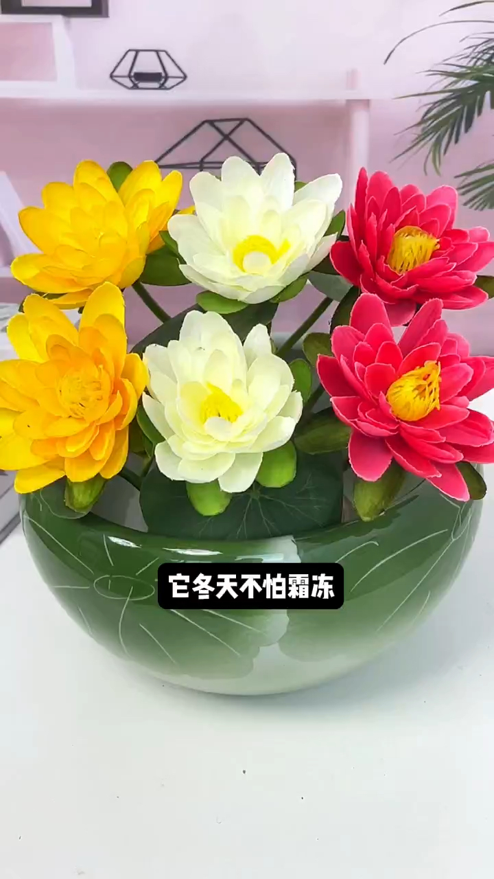 别看它长的丑,开花非常好看,给水就能存活,不挑环境和水质 #花卉绿植 #水培植物