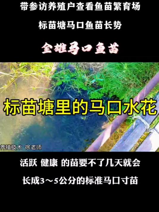 近距离观察马口鱼水花在标苗塘里的长势