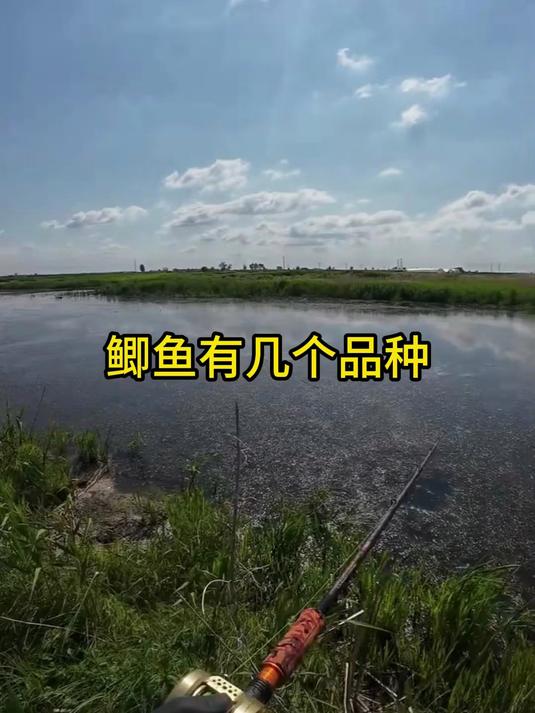 认识不同的鲫鱼品种，钓友必知的基础知识