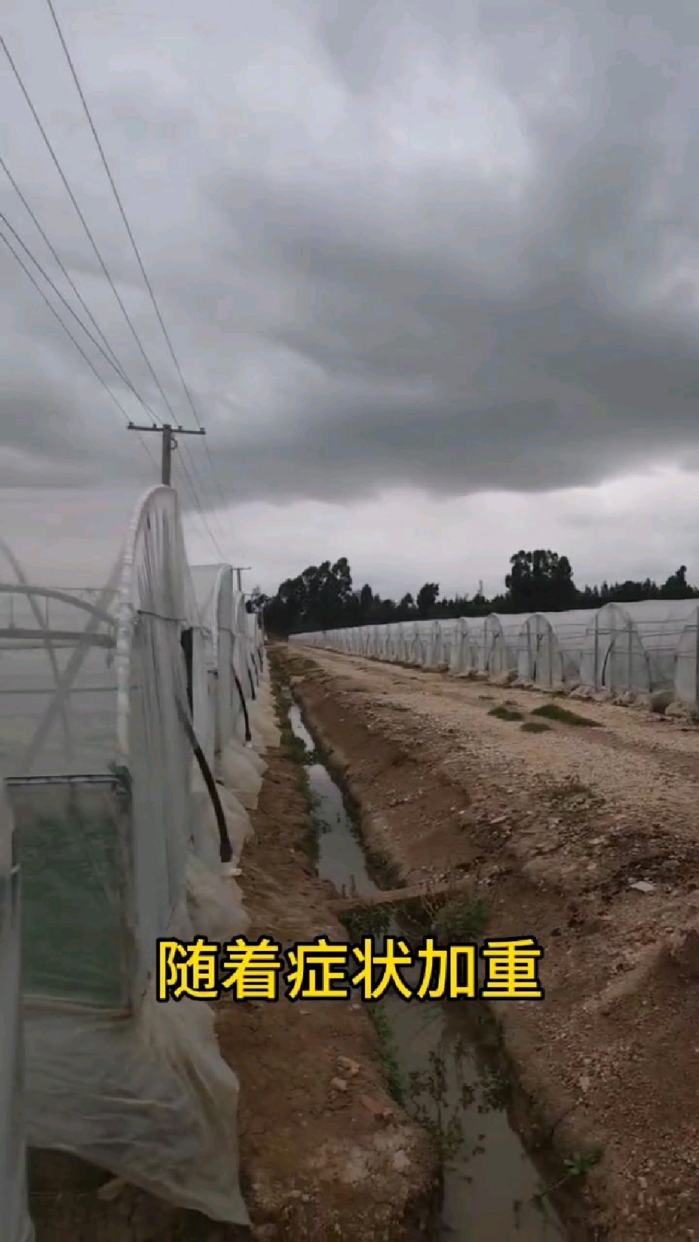 农作物常见的9种缺素症(缺铁)