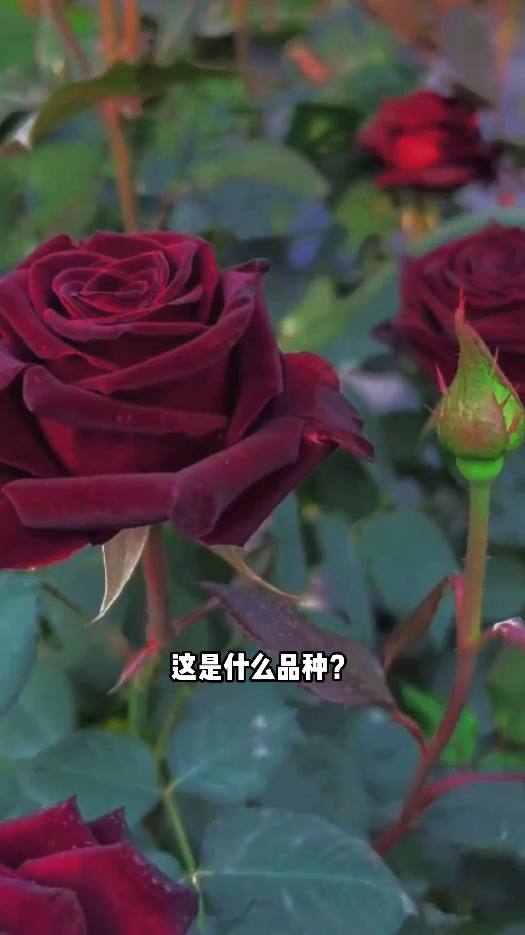 猴哥带你认识几种高颜月季品种,最后一个是你们想不到的!