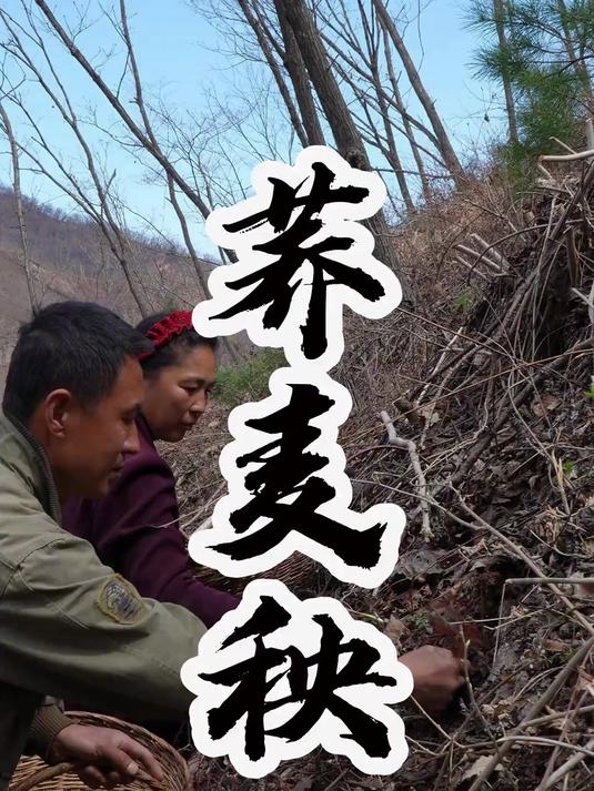 荞麦秧 野菜中的“劳斯莱斯”