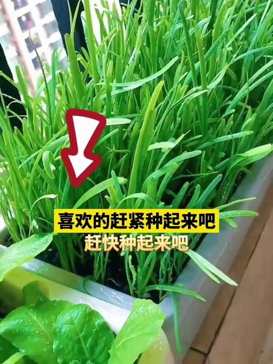 红根韭菜根,紫红根系营养足,烙菜盒子外酥里嫩爆汁