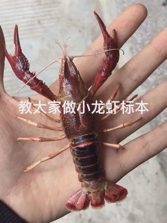 小龙虾标本