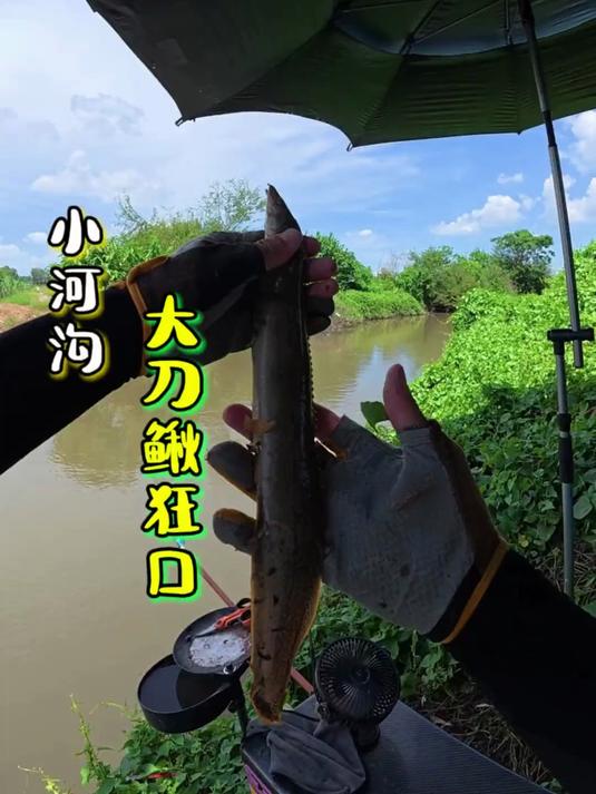 小河沟居然大刀鳅狂口，这鱼情出乎意料