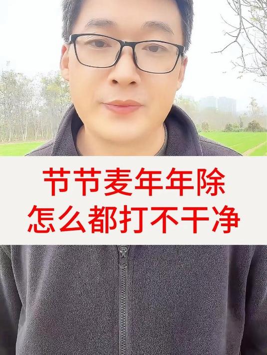 小麦田里的节节麦什么时间防治效果最好?