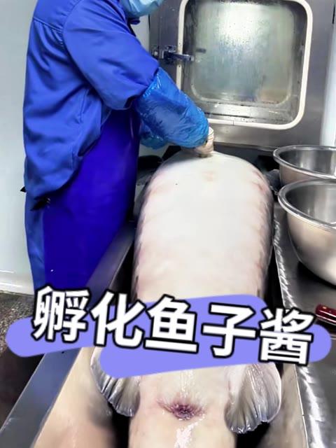 从超市买来的鱼子酱人工授精,能够孵出成小鱼吗?