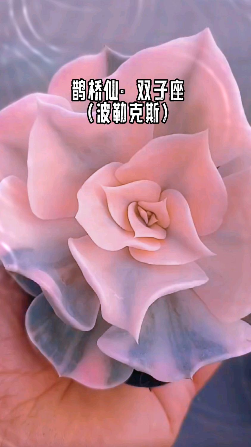 多肉词:鹊桥仙·双子座