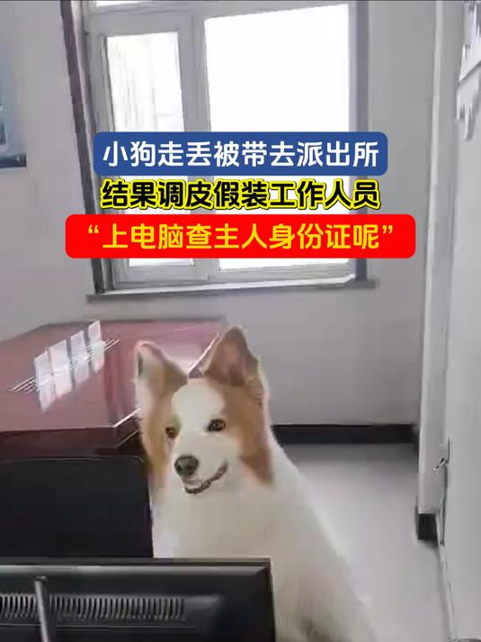小狗走丢被带去派出所,结果调皮假装工作人员