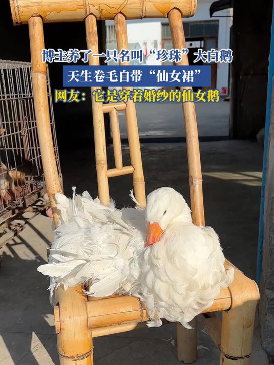 养了只大白鹅,天生卷毛似穿婚纱,妥妥的仙女鹅一枚!