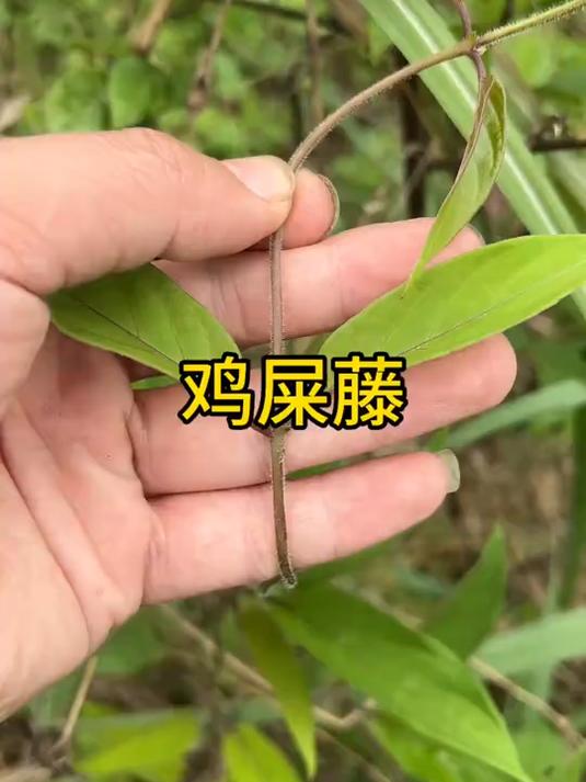 鸡屎藤一种闻着臭吃着香的植物,植物界的臭豆腐!