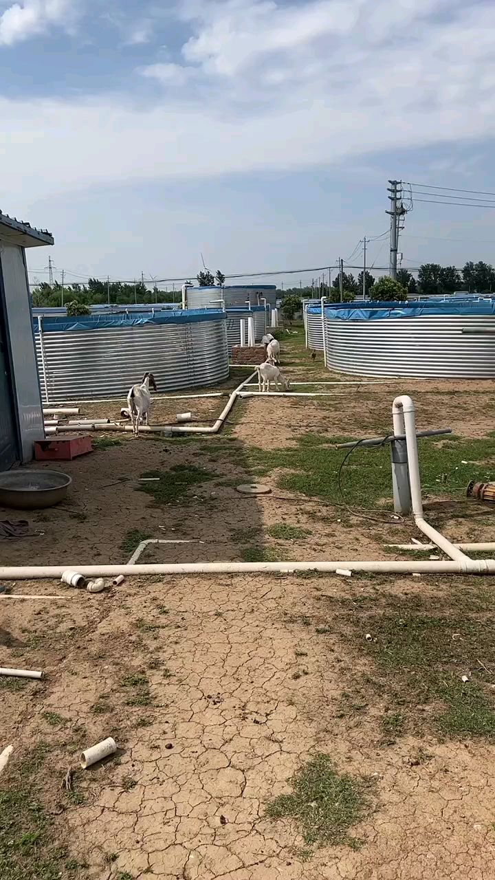 帆布鱼池可以养什么鱼,有什么条件,这次一次性讲清楚