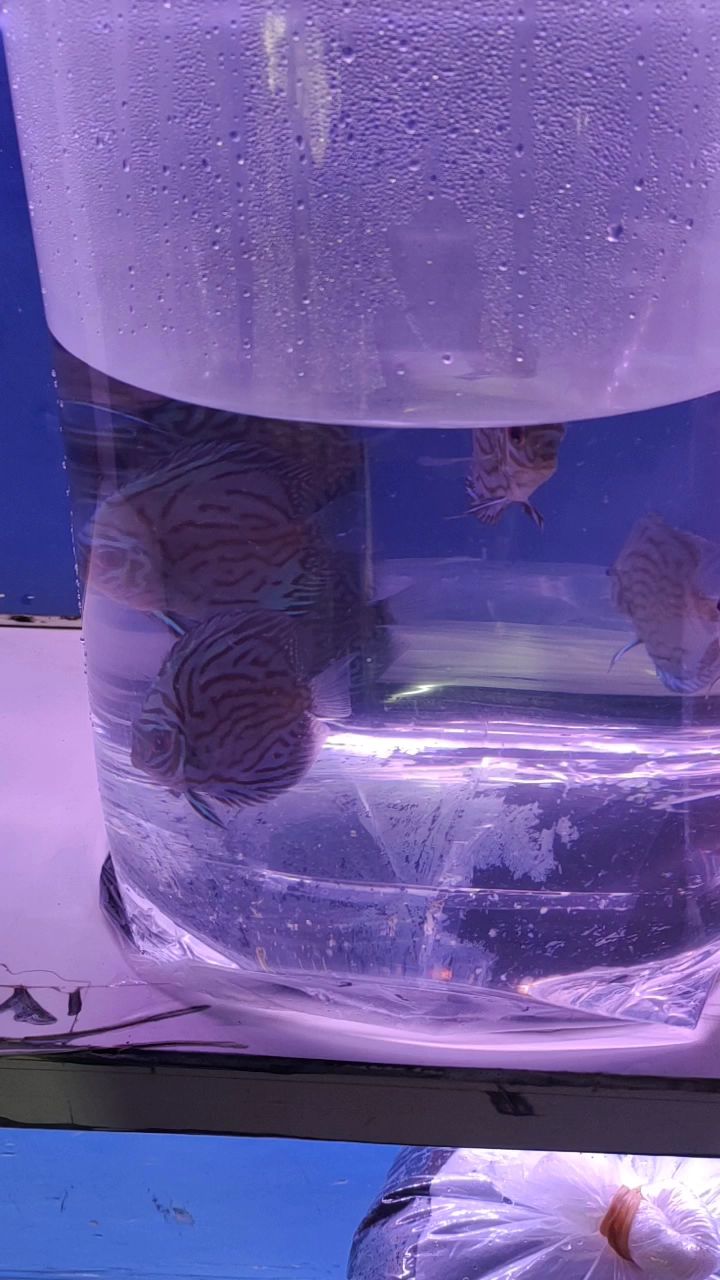 七彩神仙鱼、翡翠凤凰、古代战船、大白沙，观赏鱼市场批发价多少